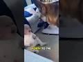 playing with a dog #baby #dog #playing #peekaboo #friends #wholesome