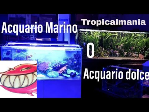 Video: Quale Acquario Comprare: Fresco O Marino