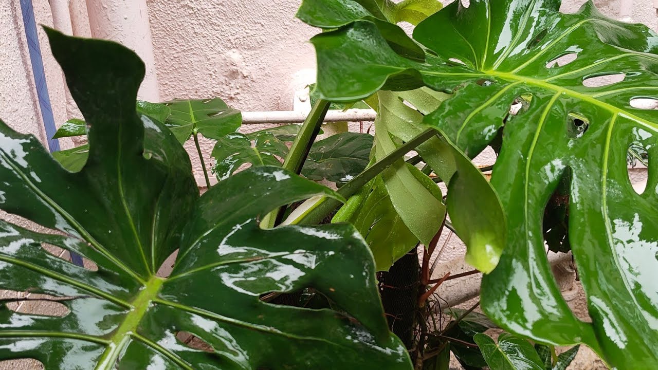 WHY I THREW MY MONSTERA OUT / HOW TO REGROW MONSTERA / HEALTHY MONSTERA GUIDE