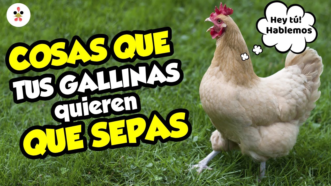12 Cosas que tus gallinas quieren que sepas 🐔🌿🥚