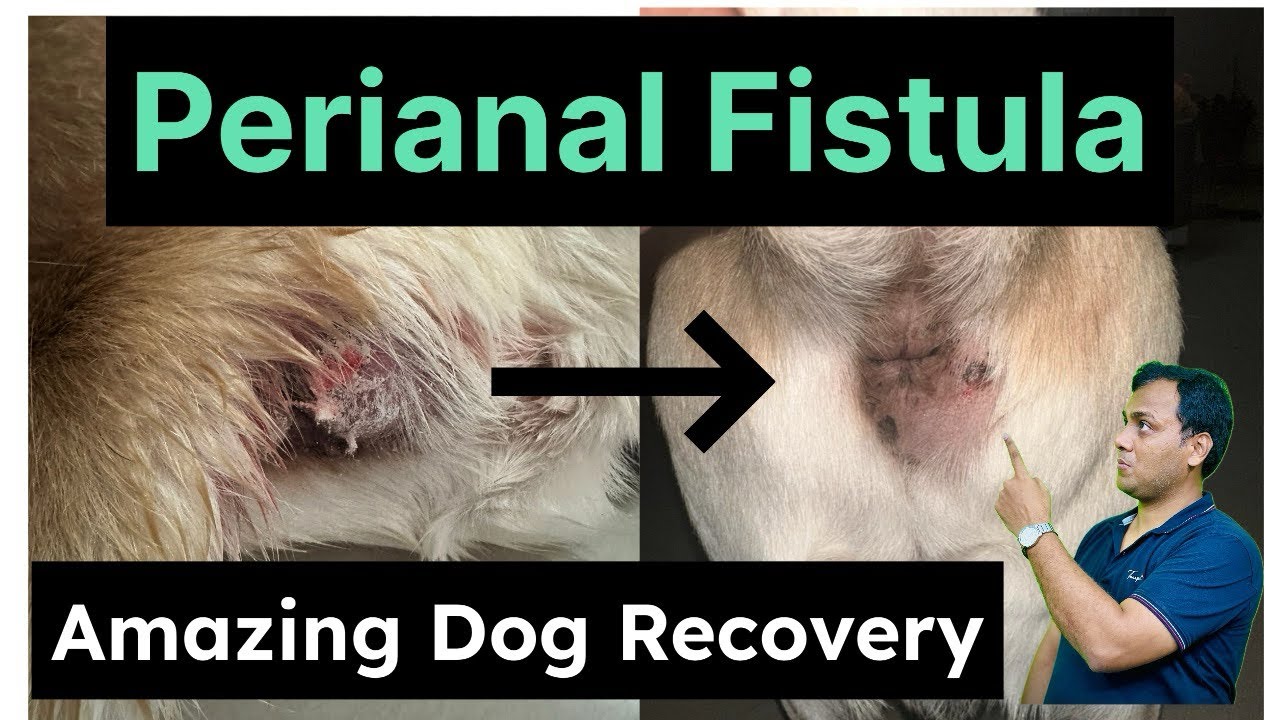 Image showcasing Perianal Fistula in Dogs: Causes, signs and Treatment with Dr Sk Mishra ...