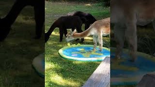 Alpaca Enjoys Splash Pool on a Summer Day || ViralHog