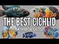 What is the greatest cichlid of all time 8 fishkeepers debate the goat cichlid
