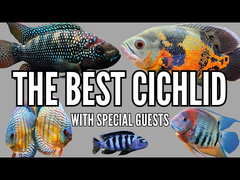 What is the GREATEST CICHLID OF ALL TIME? 8 Fishkeepers Debate the GOAT Cichlid