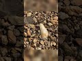 HUGE Archaic Quartz point found Arrowhead hunting!