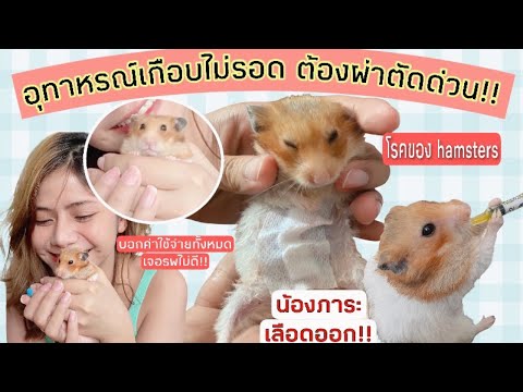 เนื้องอกในหนูแฮมเตอร์ โรคในหนูแฮมเตอร์..เลือดออกเกือบไม่รอด ! เล่าประสบการณ์ แชร์ค่าใช้จ่ายทั้งหมด