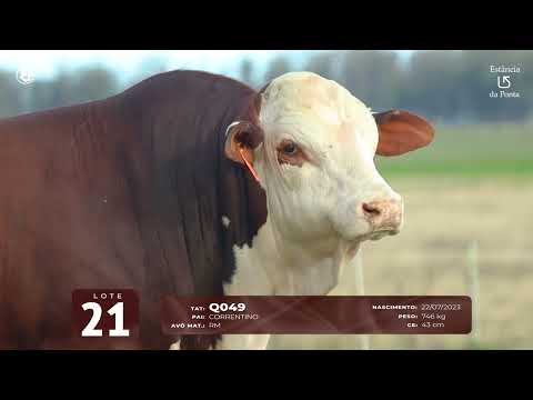 LOTE 21   TAT Q049 M Braford