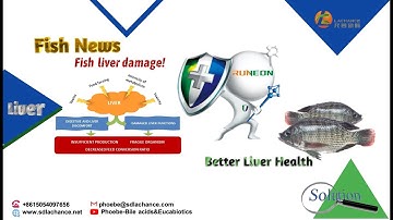 Innovative Feed Additive |  Runeon(Bile acids) protect fish liver health