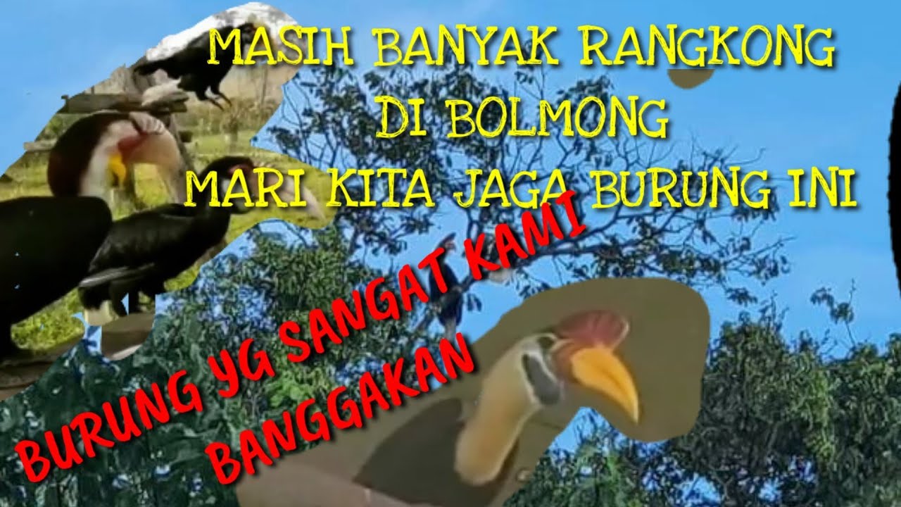 #BURUNG#RANGKONG#YGMASIHTERJAGA 