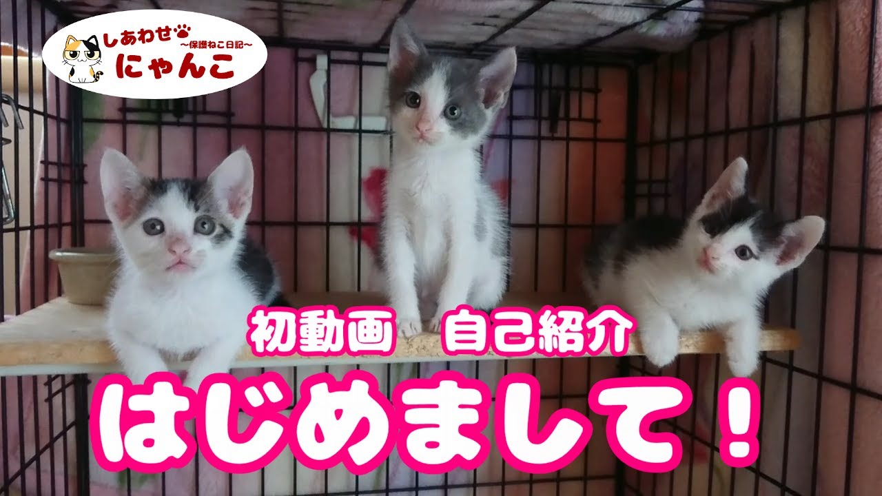 しあわせ にゃんこ | suke3TV