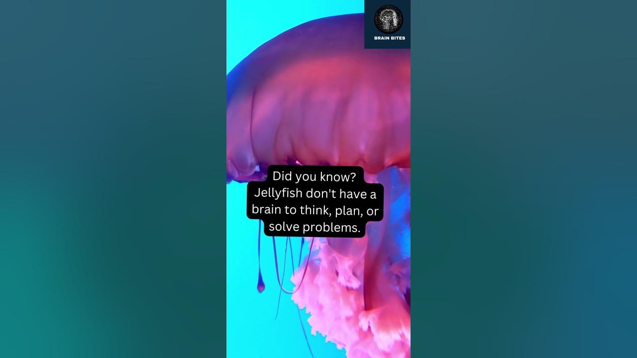How Do JellyFish Survive Without Brains?! shorts YouTube