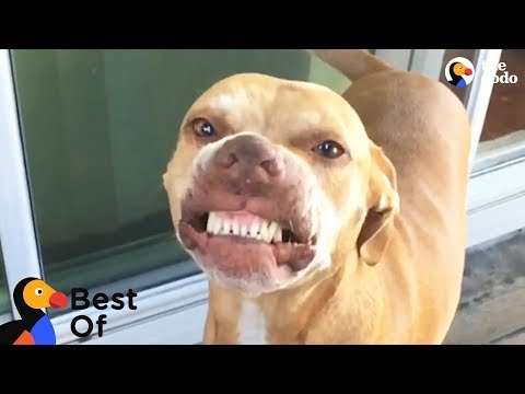 Funny Dogs and Cats With Signature Moves  | The Dodo Best Of