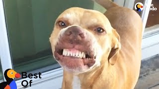 Funny Dogs and Cats With Signature Moves  | The Dodo Best Of