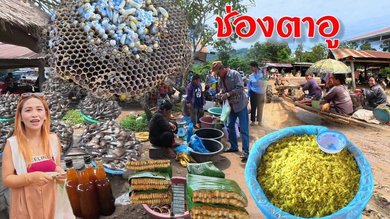 #อาหารป่า #ช่องตาอู | อำเภอบุณฑริก อุบลราชธานี ปลายฝนต้นหนาวตุลาคม #สปป.ลาว