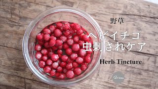 蛇苺チンキ 虫刺され用ローションの作り方 スプレーにも Youtube
