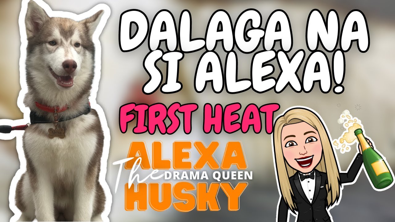 SIBERIAN HUSKY FIRST HEAT CYCLE PAANO MAG DIAPER NG DOG FEMALE DOG 