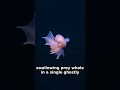This Octopus Has Never Touched the Ground in Its Life