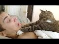 You simply CAN NOT WIN THIS TRY NOT TO LAUGH challenge - Funniest CAT videos