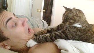 You simply CAN NOT WIN THIS TRY NOT TO LAUGH challenge - Funniest CAT videos