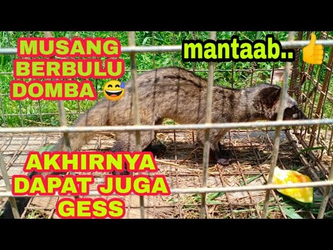 Cara Menangkap Musang Youtube