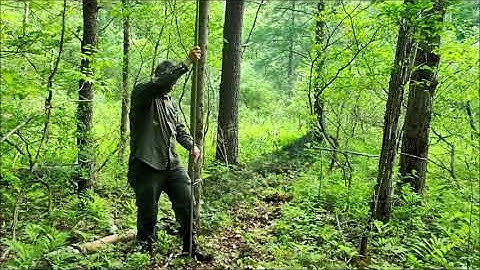 Setting up a mist net 2020 May 28