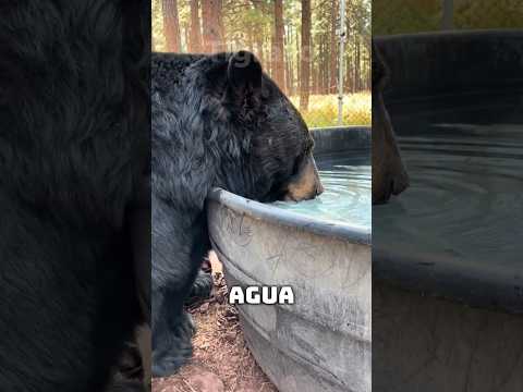 ¿Cuánto Tardarían Estos Animales en Beber Toda el Agua de la Tierra? 🌍💧 #animales #curiosidades