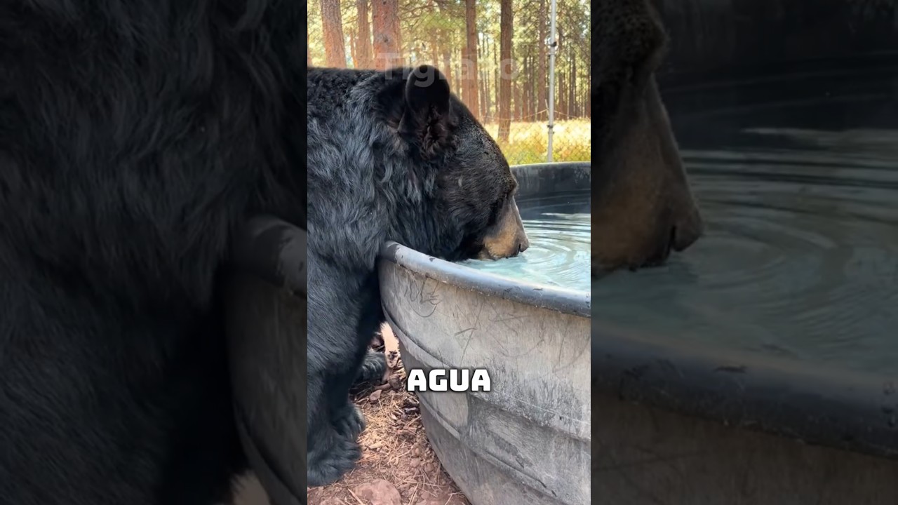 ¿Cuánto Tardarían Estos Animales en Beber Toda el Agua de la Tierra? 🌍💧 #animales #curiosidades