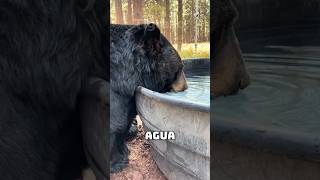¿Cuánto Tardarían Estos Animales en Beber Toda el Agua de la Tierra? 🌍💧 #animales #curiosidades