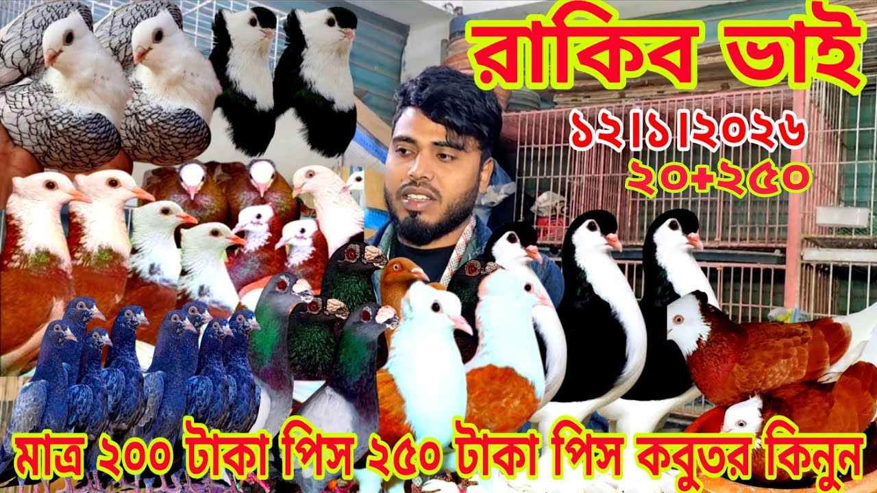 মাত্র ২৫০ টাকা পিস দেশি কবুতর কিনুন।। দিন বাচ্চাসহ লাহুরী কবুতর কিনুন।। রাকিব ভাই কবুতরের খামার