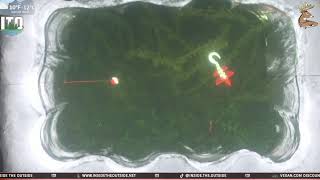 LIVE Pike Spearing on Ice in Minnesota
