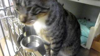 Meet Mcgary, Nicest Brown Tabby And White Boy Cat In The World