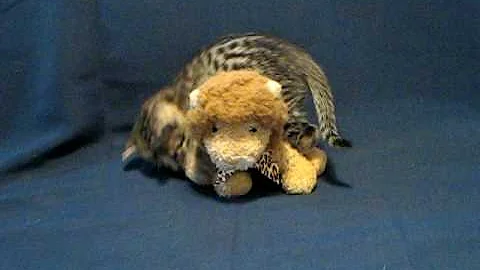Watch the video about F1 and F2 Savannah kittens playing 01-26-09