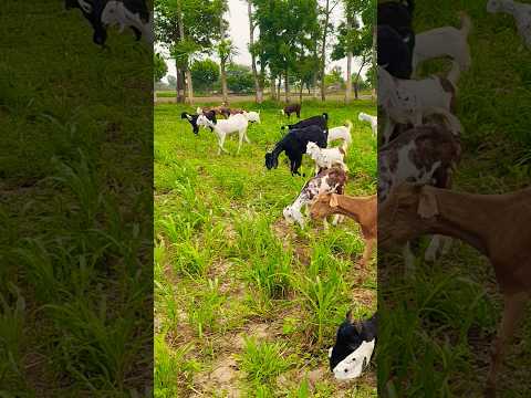 new goat shorts video hindi song 2026 #shortsfeed #shorts