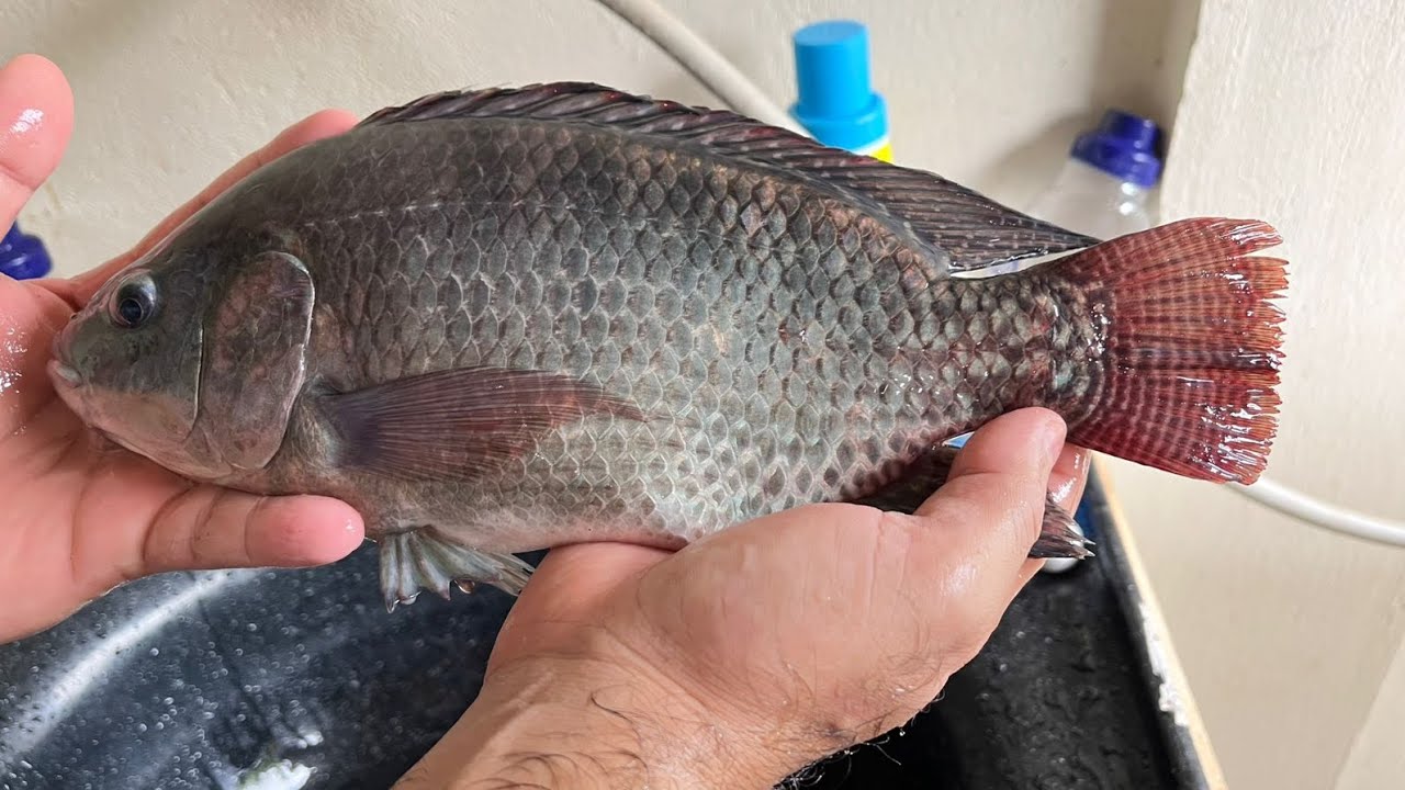 Crio tilápias somente para eu comer, priorizo a quantidade de peixes, e não o tamanho.