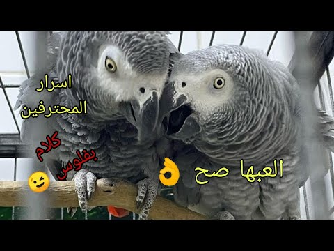 جميع اسرار تفريخ الببغاء الزنجباري بالتفصيل