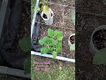 Physalis Family coming right up. AFTER incoming call from Mom. 😂 #Physalis #Tomatillo #GroundCherry