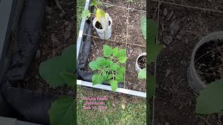 Physalis Family coming right up. AFTER incoming call from Mom. 😂 #Physalis #Tomatillo #GroundCherry