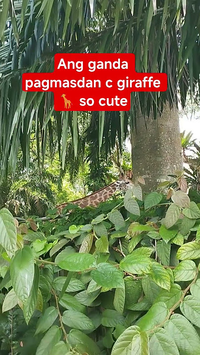Singapore zoo#vlogervideo #giraffe #love #vlog#vlog #vlogs