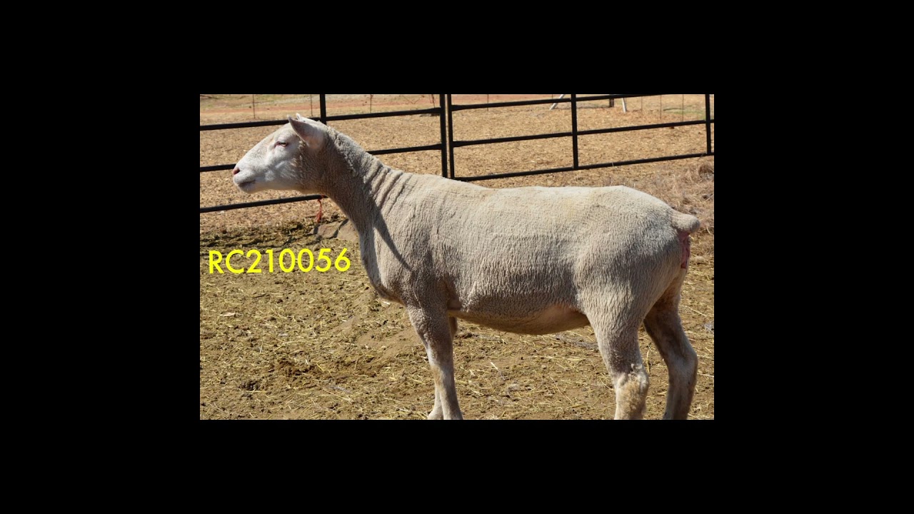 21ste OOSTELIKE ILE DE FRANCE KLUB VEILING - 21 September 2024 