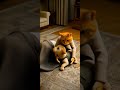 вЂњШ Щ Щ Щ Ш ШЎ Ш Щ ШЈЩ Щ Ш Щ Щ Щ ЩЉШЎ ШЁШ Щ Щ ШґШ Ш Ш рџђѕ The Stray Cat Meets The Lost Pup рџ ШЁШІЩ Щ Щ ШЁШІЩ Щ Ш вЂњШ Щ Щ Щ Ш ШЎ Ш Щ ШЈЩ Щ Ш Щ Щ Щ ЩЉШЎ ШЁШ Щ Щ ШґШ Ш Ш рџђѕ The Stray Cat Meets The Lost Pup рџ ШЁШІЩ Щ Щ ШЁШІЩ Щ Ш