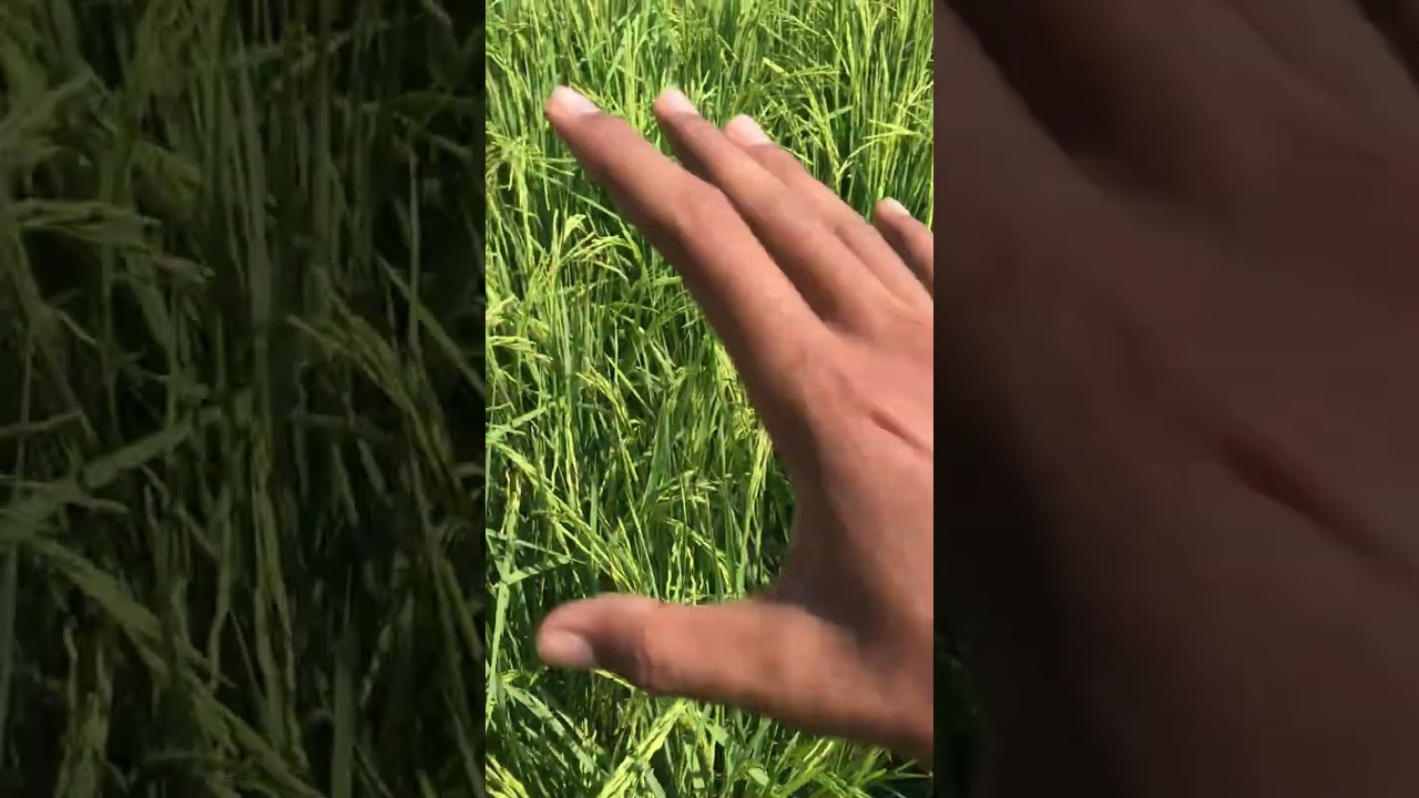 pb1847 and pb1885 complete comparison