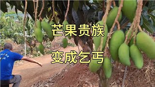 芒果面积过大曾经贵族变成乞丐用心管理还是放弃?