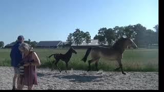 For Sale Pixel Perus Argument X Mc Jonnas