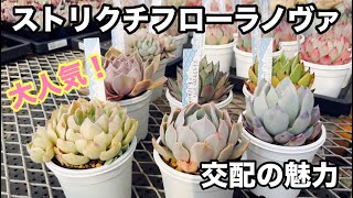 Succulent Plant Factory] Too popular! Strictiflora Nova