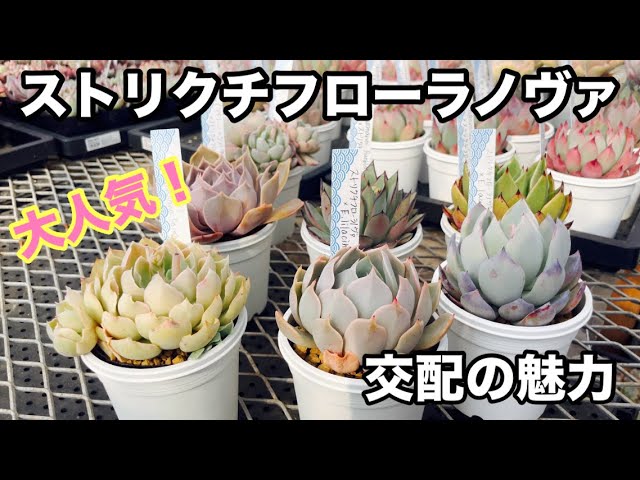 Succulent Plant Factory] Too popular! Strictiflora Nova