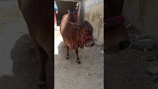 Beautiful Cow, cow video 2024, cow mandi Karachi, ❤️❤️??? trending viral new cowmandi cowvideo