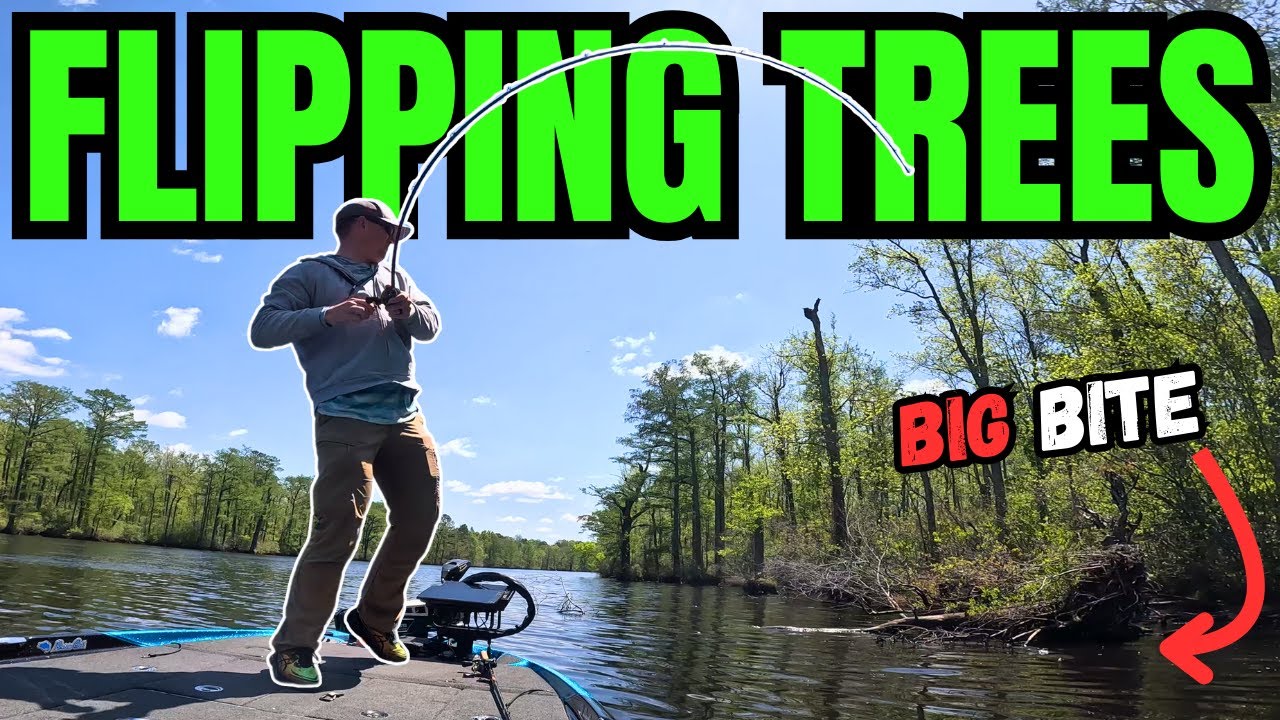 Big Bass Inhaled the Bronco Bug! (Flipping Cypress Trees on the Chowan)