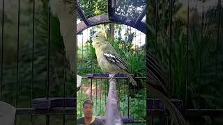 Crystal Voice! Powerful Gacor Sirtu Bird ✨🐦 #kicaumania #burung #burungkicau #birds #birdsong