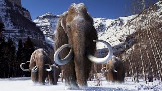 Mamut Lanudo