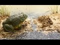 Un papa grenouille sauve 1000 enfants - ZAPPING SAUVAGE